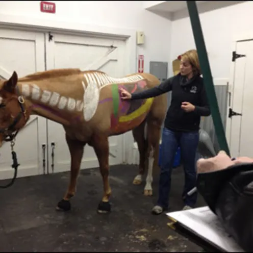 Doctor pointing to location of organs on horse